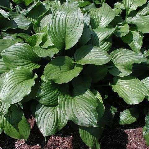 Hosta ventricosa Seeds - Shade Indoor Shrub - Flat Ship Rate - New