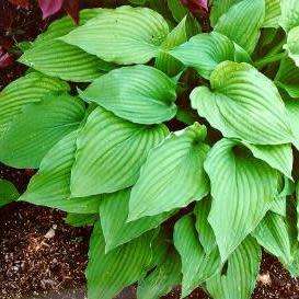 Hosta ventricosa Seeds - Shade Indoor Shrub - Flat Ship Rate - New