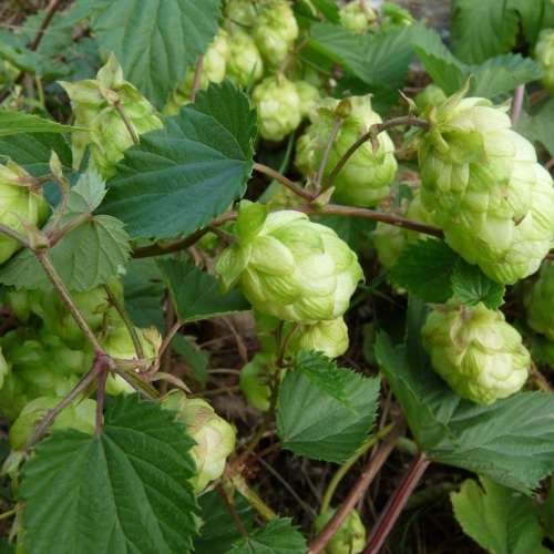 Hops - The Plant Beer Is Made From - Humulus lupulus Seeds - Perennial Climber - New