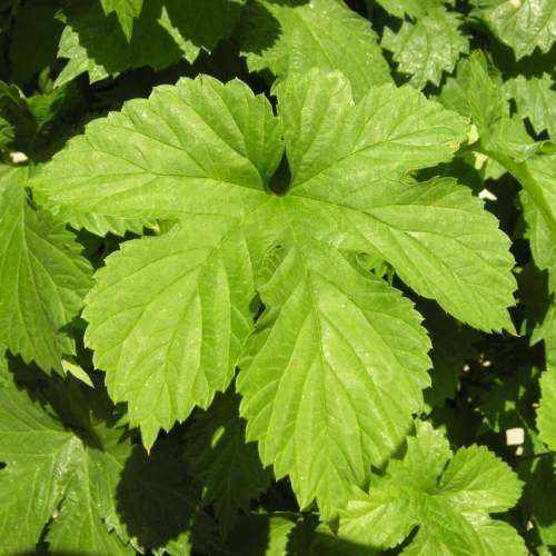 Hops - The Plant Beer Is Made From - Humulus lupulus Seeds - Perennial Climber - New