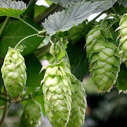 Hops - The Plant Beer Is Made From - Humulus lupulus Seeds - Perennial Climber - New
