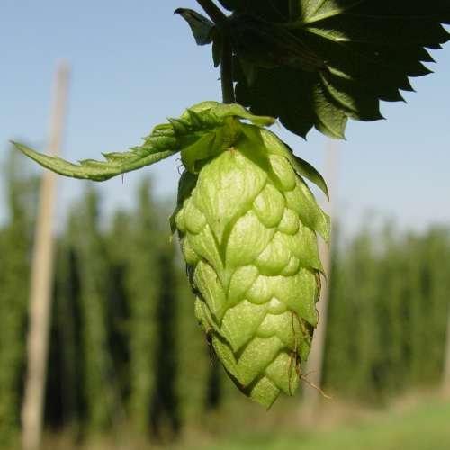Hops - The Plant Beer Is Made From - Humulus lupulus Seeds - Perennial Climber - New