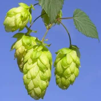 Hops - The Plant Beer Is Made From - Humulus lupulus Seeds - Perennial Climber - New