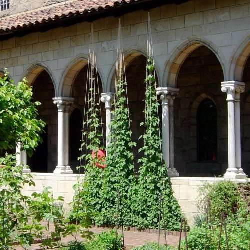 Hops - The Plant Beer Is Made From - Humulus lupulus Seeds - Perennial Climber - New