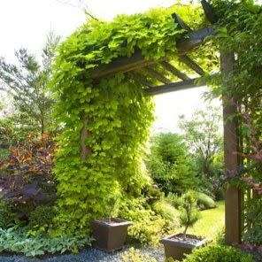 Hops - The Plant Beer Is Made From - Humulus lupulus Seeds - Perennial Climber - New