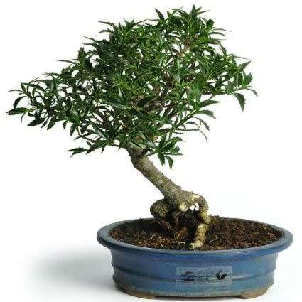 10 Ilex aquifolium Bonsai Seeds - Christmas Holly - Mistletoe + Free Bonsai eBook - Flat Ship Rates