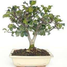 10 Ilex aquifolium Bonsai Seeds - Christmas Holly - Mistletoe + Free Bonsai eBook - Flat Ship Rates