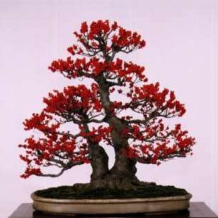 10 Ilex aquifolium Bonsai Seeds - Christmas Holly - Mistletoe + Free Bonsai eBook - Flat Ship Rates