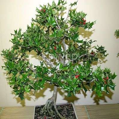 10 Ilex aquifolium Bonsai Seeds - Christmas Holly - Mistletoe + Free Bonsai eBook - Flat Ship Rates