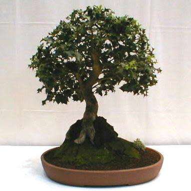 10 Ilex aquifolium Bonsai Seeds - Christmas Holly - Mistletoe + Free Bonsai eBook - Flat Ship Rates
