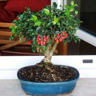 10 Ilex aquifolium Bonsai Seeds - Christmas Holly - Mistletoe + Free Bonsai eBook - Flat Ship Rates