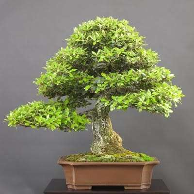 Ilex cornuta - Chinese Holly Bonsai Seeds + FREE Gifts Seeds + Bonsai eBook, NEW