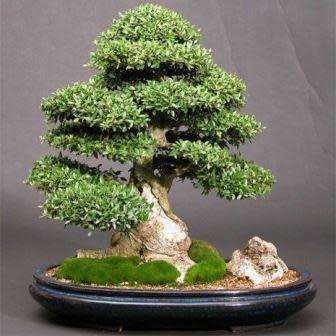 Ilex cornuta - Chinese Holly Bonsai Seeds + FREE Gifts Seeds + Bonsai eBook, NEW