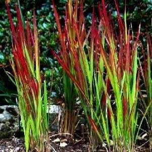 Satintail Grass - Imperata cylindrica Seeds - Ornamental Grass