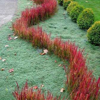 Satintail Grass - Imperata cylindrica Seeds - Ornamental Grass