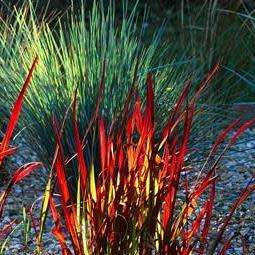 Satintail Grass - Imperata cylindrica Seeds - Ornamental Grass