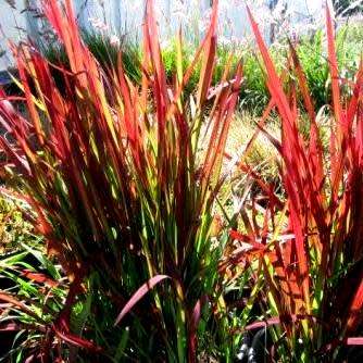 Satintail Grass - Imperata cylindrica Seeds - Ornamental Grass