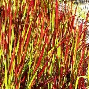 Satintail Grass - Imperata cylindrica Seeds - Ornamental Grass