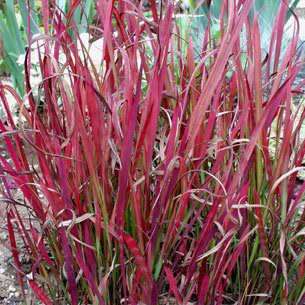 Satintail Grass - Imperata cylindrica Seeds - Ornamental Grass