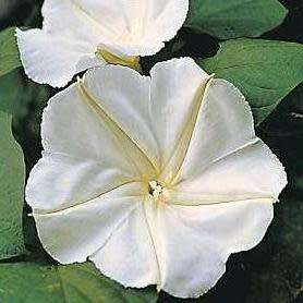 5 Moonflower - Ipomoea noctiflora Seeds - Scented Night-Flowering Perennial Vine