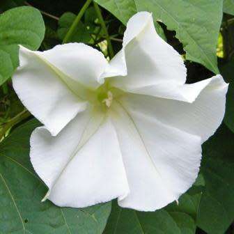5 Moonflower - Ipomoea noctiflora Seeds - Scented Night-Flowering Perennial Vine