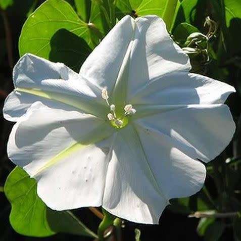 5 Moonflower - Ipomoea noctiflora Seeds - Scented Night-Flowering Perennial Vine