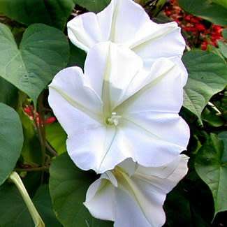 5 Moonflower - Ipomoea noctiflora Seeds - Scented Night-Flowering Perennial Vine