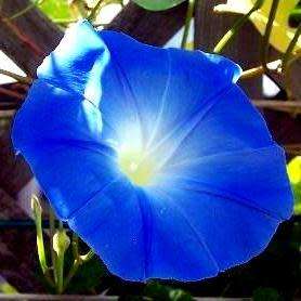 Ipomoea tricolor - Heavenly Blue Morning Glory Seeds  - Exotic Climber Vine
