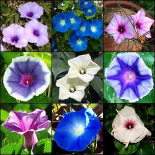 10 Ipomoea Mixed Cultivars - Morning Glory Seeds  - Exotic Climber Vine - Combined Flat Ship Rate