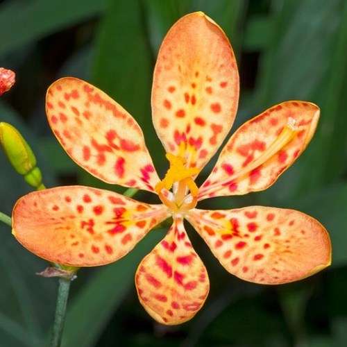 Iris domestica Seeds - Blackberry lily, Leopard flower, Leopard lily Seeds - Perennial Bulb