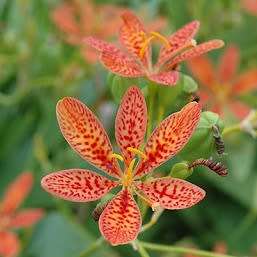 Iris domestica Seeds - Blackberry lily, Leopard flower, Leopard lily Seeds - Perennial Bulb