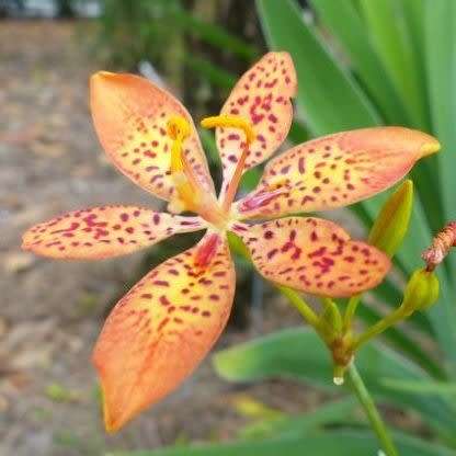 Iris domestica Seeds - Blackberry lily, Leopard flower, Leopard lily Seeds - Perennial Bulb