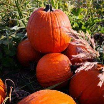 5 Giant Jack Lamp Pumpkin Seeds - Organic Heirloom NON-GMO Vegetable - Combined Flat Rate Shipping