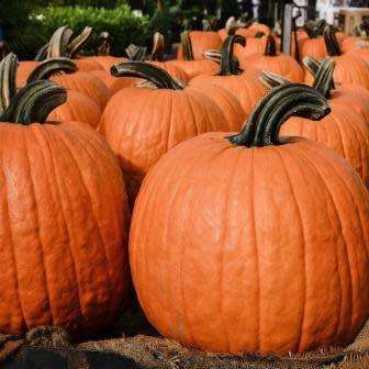 5 Giant Jack Lamp Pumpkin Seeds - Organic Heirloom NON-GMO Vegetable - Combined Flat Rate Shipping