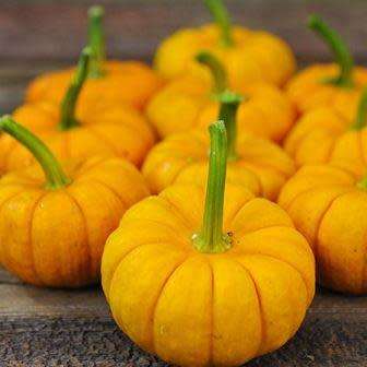 Jack Be Little Pumpkin Seeds - Vegetable - Combined Flat Rate Shipping