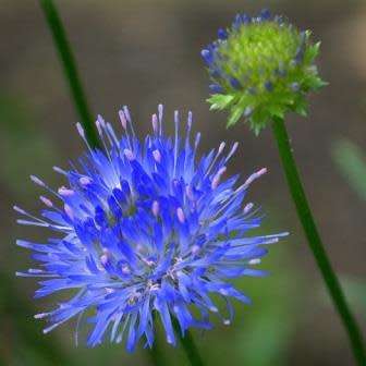5 Jasione laevis Seeds - Sheep's Bit Scabious - Exotic Frost Hardy Perennial - Combined Shipping
