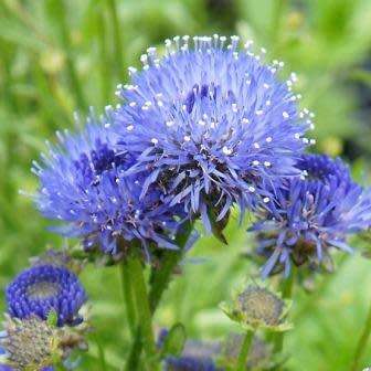 5 Jasione laevis Seeds - Sheep's Bit Scabious - Exotic Frost Hardy Perennial - Combined Shipping