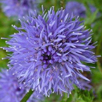 5 Jasione laevis Seeds - Sheep's Bit Scabious - Exotic Frost Hardy Perennial - Combined Shipping