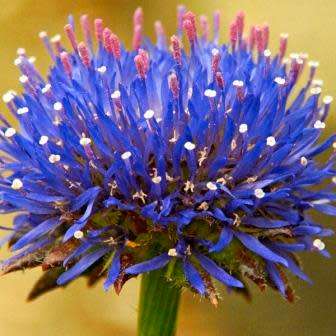 5 Jasione laevis Seeds - Sheep's Bit Scabious - Exotic Frost Hardy Perennial - Combined Shipping
