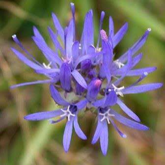 5 Jasione laevis Seeds - Sheep's Bit Scabious - Exotic Frost Hardy Perennial - Combined Shipping