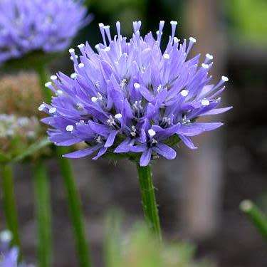 5 Jasione laevis Seeds - Sheep's Bit Scabious - Exotic Frost Hardy Perennial - Combined Shipping