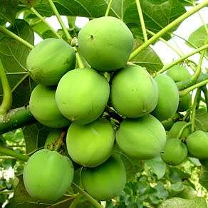 Jatropha curcas Seeds - Physic Nut Biodiesel Deciduous Tree Medicinal