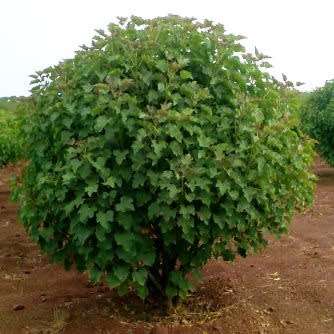 Jatropha curcas Seeds - Physic Nut Biodiesel Deciduous Tree Medicinal