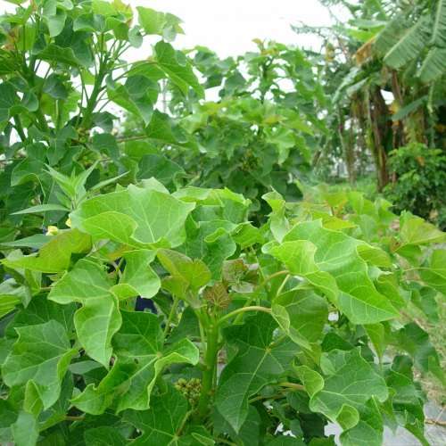 Jatropha curcas Seeds - Physic Nut Biodiesel Deciduous Tree Medicinal