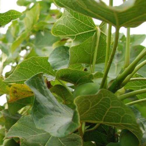 Jatropha curcas Seeds - Physic Nut Biodiesel Deciduous Tree Medicinal