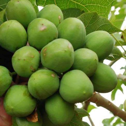 Jatropha curcas Seeds - Physic Nut Biodiesel Deciduous Tree Medicinal