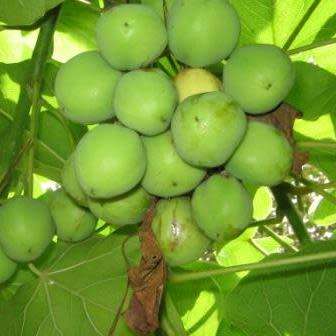 Jatropha curcas Seeds - Physic Nut Biodiesel Deciduous Tree Medicinal