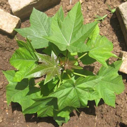 Jatropha curcas Seeds - Physic Nut Biodiesel Deciduous Tree Medicinal
