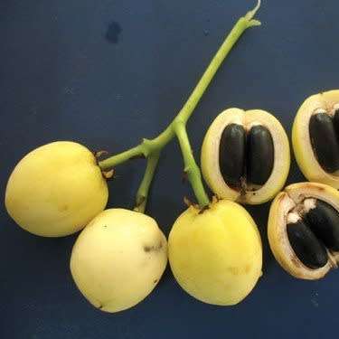 Jatropha curcas Seeds - Physic Nut Biodiesel Deciduous Tree Medicinal