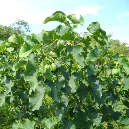 Jatropha curcas Seeds - Physic Nut Biodiesel Deciduous Tree Medicinal